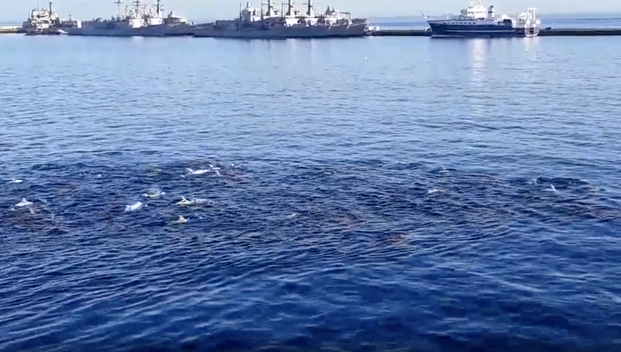 «Delfín chileno»: Registro capta manada de toninas en la bahía de Valparaíso