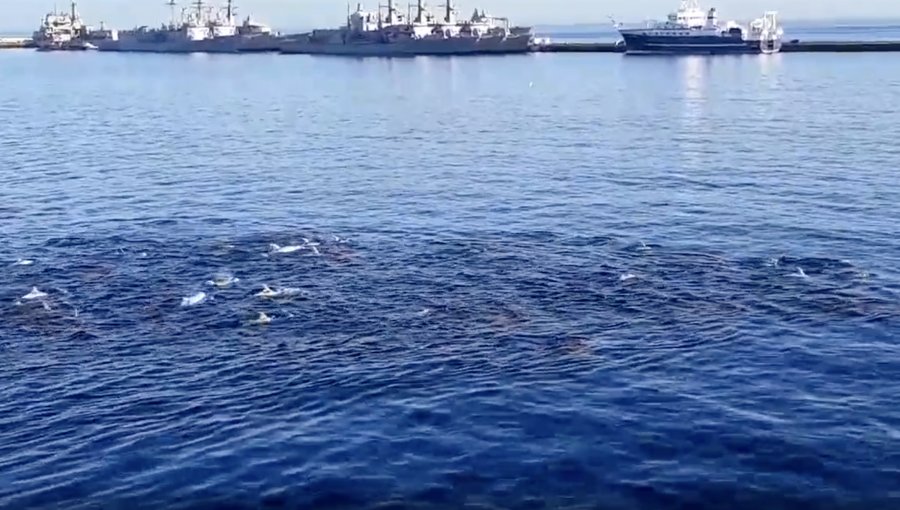 «Delfín chileno»: Registro capta manada de toninas en la bahía de Valparaíso