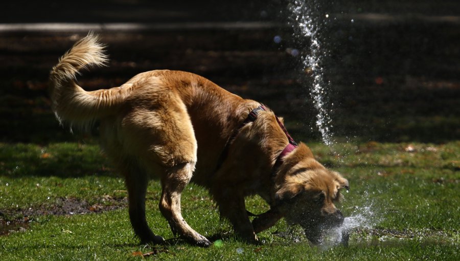 En España los animales dejan de ser considerados "cosas" y ya son "seres sintientes" por ley