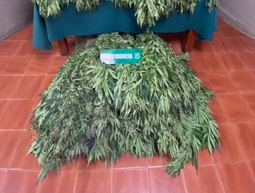 Un enorme cultivo de cannabis sativa fue descubierto por Carabineros del OS7 en Quillota