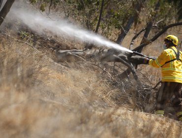 Decretan Alerta Roja por incendio forestal que amenaza viviendas en Chillán