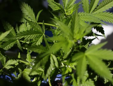 "Cannabis a la Constitución" logra las firmas y será discutida en la Convención Constitucional