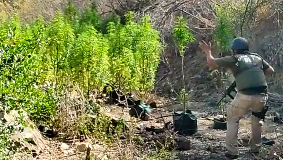 Casi 14 mil plantas de cannabis sativa han sido decomisadas este 2022 en la región de Valparaíso