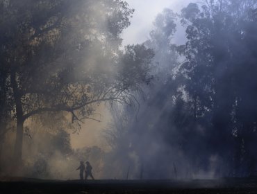 1,36 hectáreas ha consumido el incendio forestal en la Reserva Nacional Lago Peñuelas: se mantiene la Alerta Roja para Valparaíso