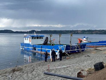Un trabajador fallece y otros dos resultan heridos tras ser aplastados por una barcaza en isla Quehui de Castro