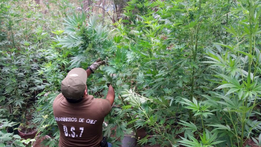 Combate de incendio forestal permitió desmantelar un cultivo de 350 plantas de marihuana en Los Vilos