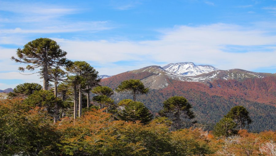 Equipos de rescate buscan a tres mujeres extraviadas desde el sábado en el Parque Nacional Villarrica