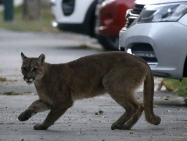 Sorpresa causó el avistamiento de un puma en el sector de San Carlos de Apoquindo en Las Condes