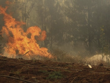 Incendio en Chimbarongo ha consumido más de 3.000 hectáreas