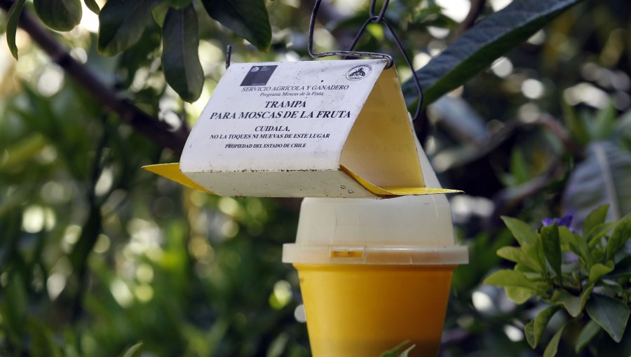 Detectan ejemplares de mosca de la fruta en Renca, Cerro Navia y Pudahuel