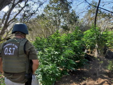 Impactante decomiso de droga en La Ligua: OS7 de Carabineros saca de circulación 1,5 toneladas de cannabis desde una quebrada