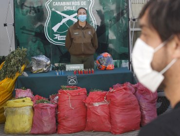 OS-7 de Carabineros incauta 120 plantas de cannabis en la comuna de Ercilla