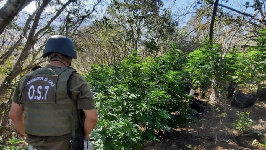 Impactante decomiso de droga en La Ligua: OS7 de Carabineros saca de circulación 1,5 toneladas de cannabis desde una quebrada