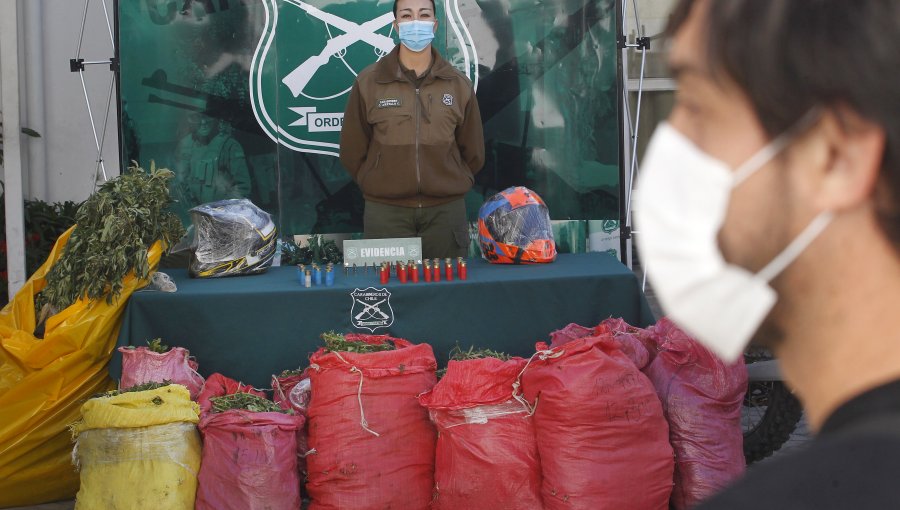 OS-7 de Carabineros incauta 120 plantas de cannabis en la comuna de Ercilla