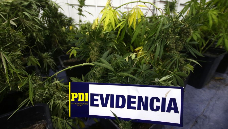 Plan Cannabis: PDI incineró más de 26 mil plantas de marihuana en Choapa