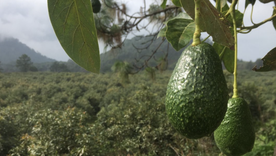 Ratifican la prisión preventiva para sujeto acusado de sustraer 30 kilos de palta desde un predio en Peumo