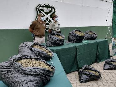 37,5 kilos de marihuana elaborada fueron sacados de circulación desde quebrada en sector rural de Cabildo: dos detenidos