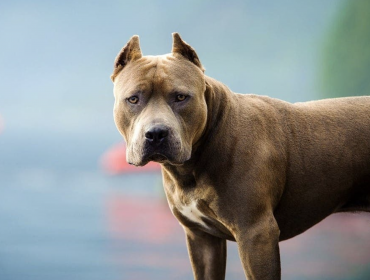 Niño de 3 años muere luego de ser atacado por los perros pitbull de su abuelo en Puerto Montt