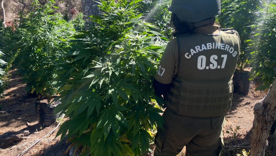 Descubren más de mil plantas de marihuana en proceso de crecimiento en una quebrada de La Ligua