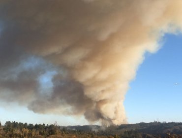 Incendio forestal de proporciones afecta al sector Loma Negra en el camino La Pólvora de Valparaíso