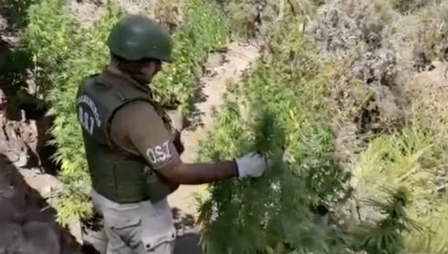 Más de 1.300 plantas de marihuana fueron incautadas desde quebrada en Petorca