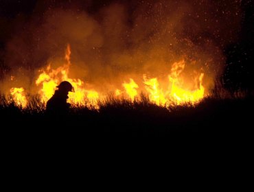 Emergencia en vertedero de Valparaíso: incendio forestal que consumió pastizales y eucaliptos movilizó a Bomberos y Conaf