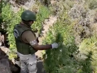 Más de 1.300 plantas de marihuana fueron incautadas desde quebrada en Petorca