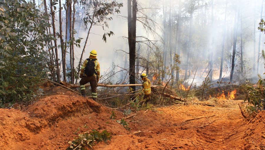 Incendio forestal en la parte alta de Valparaíso mantiene focos activos, pero sin avance y contenido