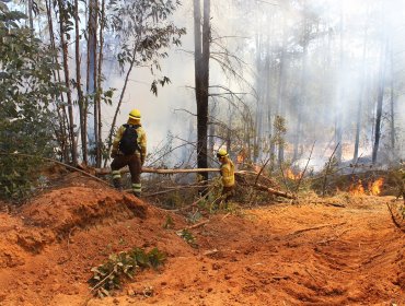 Incendio forestal en la parte alta de Valparaíso mantiene focos activos, pero sin avance y contenido