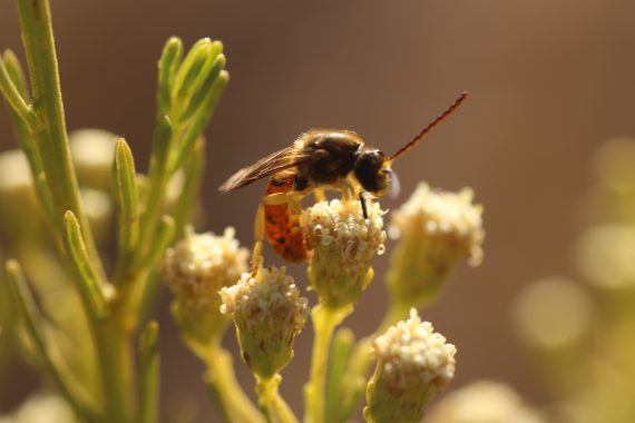 Investigan posible muerte de un hombre en el sur del país tras ser picado por una abeja