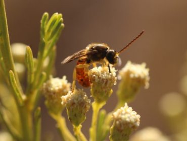 Investigan posible muerte de un hombre en el sur del país tras ser picado por una abeja