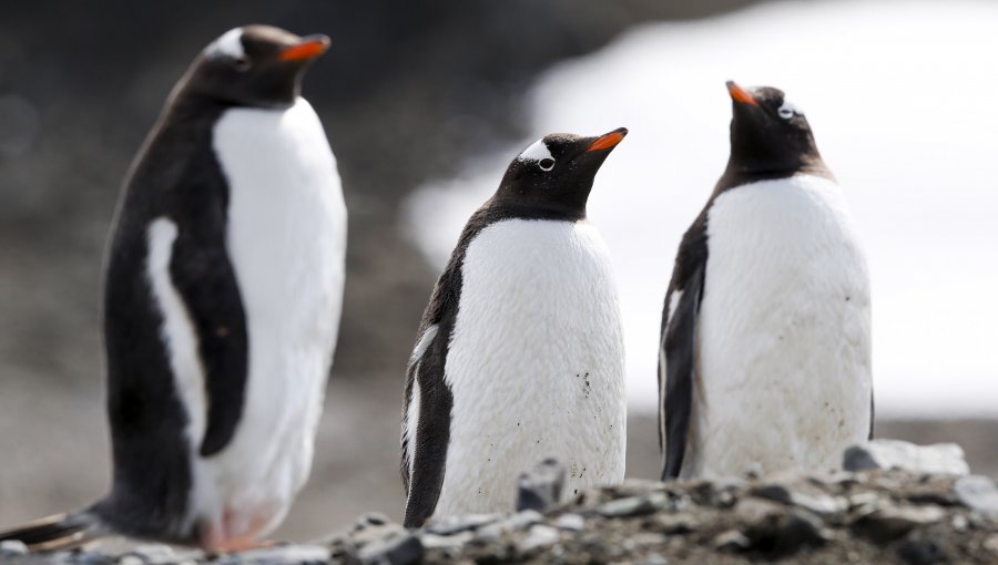 Investigan muerte de más de 100 pingüinos, lobo marino y delfín en desembocadura del rio Toltén