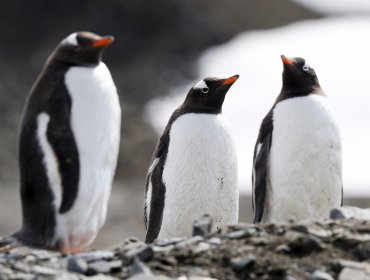 Investigan muerte de más de 100 pingüinos, lobo marino y delfín en desembocadura del rio Toltén