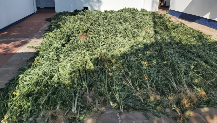 Incautan más de mil plantas de marihuana desde un área rural de Quillota