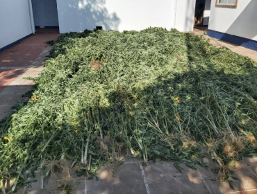 Incautan más de mil plantas de marihuana desde un área rural de Quillota