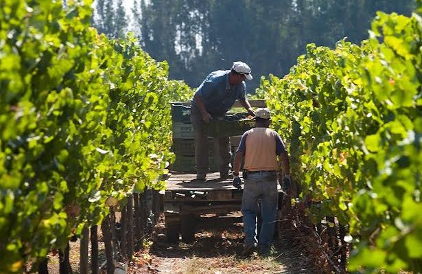 Se inicia la temporada de vendimia en los valles de Casablanca, Colchagua y El Maule