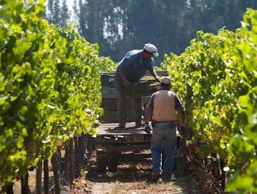 Se inicia la temporada de vendimia en los valles de Casablanca, Colchagua y El Maule