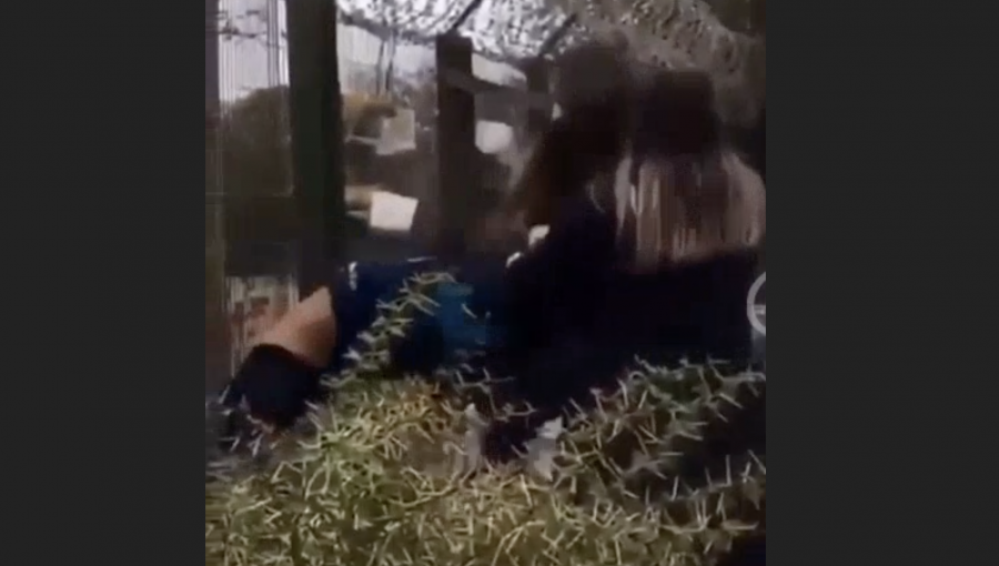 Brutal pelea en colegio Becarb de La Calera termina con cinco alumnas en Comisaría de Carabineros