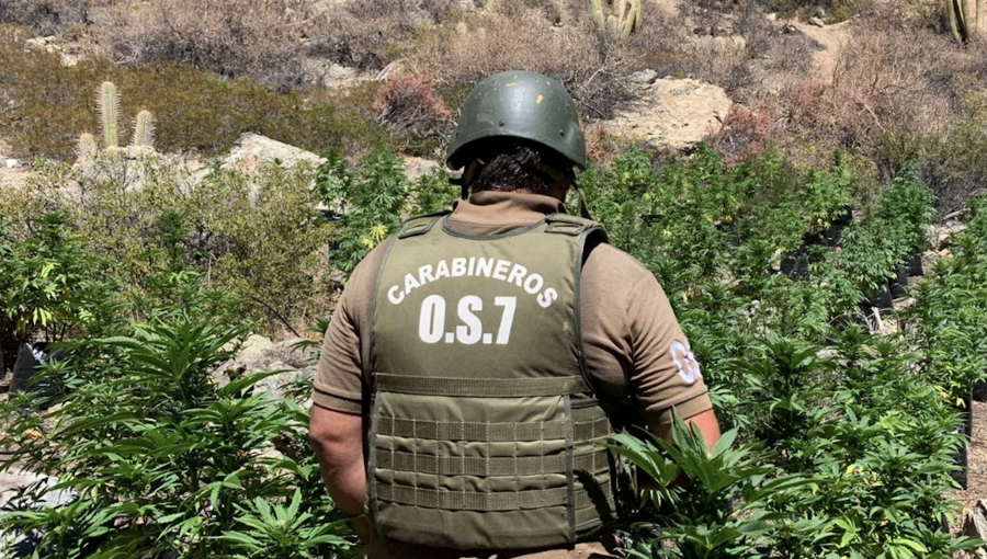 Hallan más de 4.100 plantas de marihuana en quebrada de Cabildo: contaban con sofisticado sistema de riego