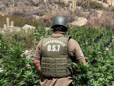 Hallan más de 4.100 plantas de marihuana en quebrada de Cabildo: contaban con sofisticado sistema de riego
