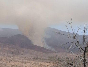 60 hectáreas ha consumido incendio forestal en La Ligua: siniestro se mantiene activo con intensidad de media a baja