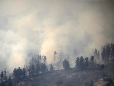 Conaf rectifica información sobre incendio forestal en La Ligua: siniestro ha consumido 25 hectáreas
