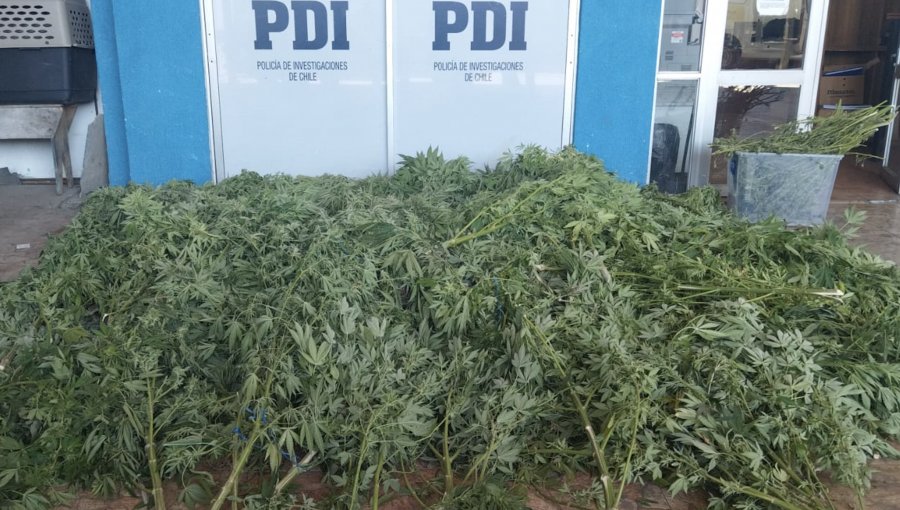 PDI detuvo a un hombre que mantenía un cultivo de marihuana en su domicilio en Hijuelas