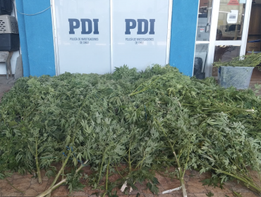 PDI detuvo a un hombre que mantenía un cultivo de marihuana en su domicilio en Hijuelas
