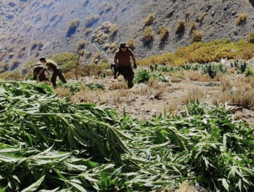 Histórico decomiso de marihuana en Canela: hallan 8.600 plantas, avaluadas en más de $41 mil millones