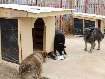 Municipio de Valparaíso reubica perros de plaza Aníbal Pinto en un canil provisorio