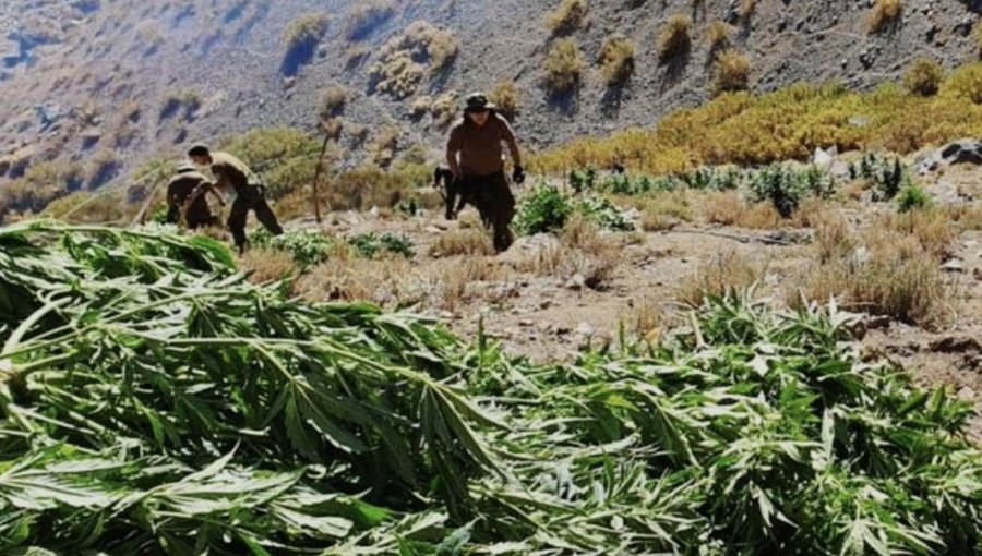 Histórico decomiso de marihuana en Canela: hallan 8.600 plantas, avaluadas en más de $41 mil millones