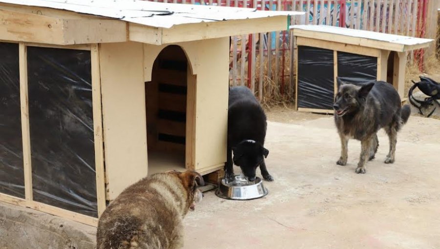 Municipio de Valparaíso reubica perros de plaza Aníbal Pinto en un canil provisorio