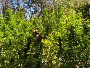 Detienen a traficante cuando cultivaba marihuana en pleno Parque Nacional "Cerro La Campana"