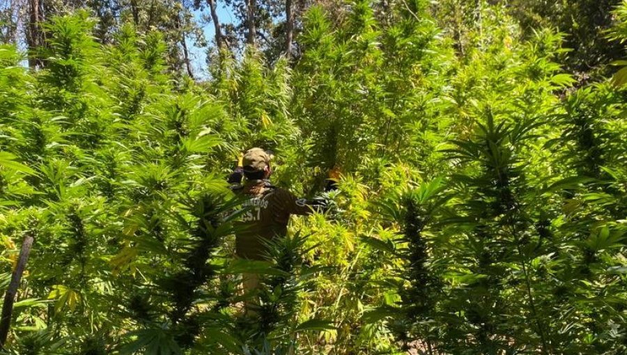 Detienen a traficante cuando cultivaba marihuana en pleno Parque Nacional "Cerro La Campana"